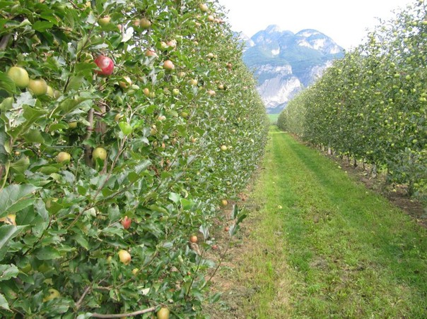 Una nuova tecnica di coltivazione sviluppata in Trentino (Fondazione Mach)